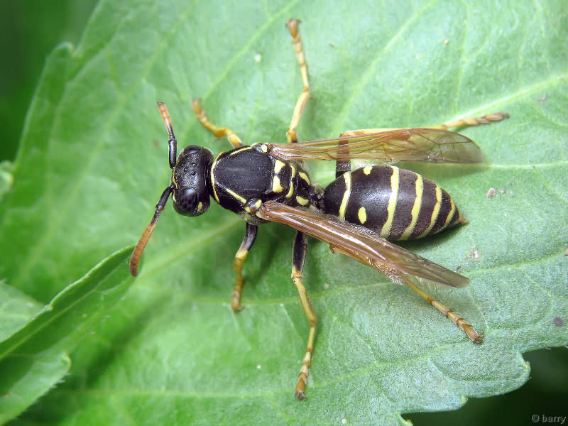 Polistes